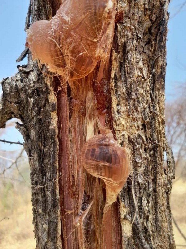 Gum arabic from United Arab Emirates (UAE)